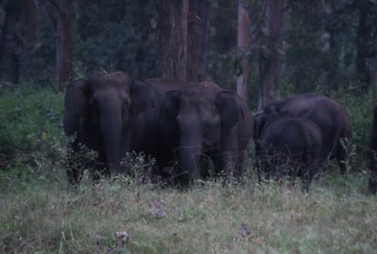 world elephant day 2020 elephants in kabini forest karnataka