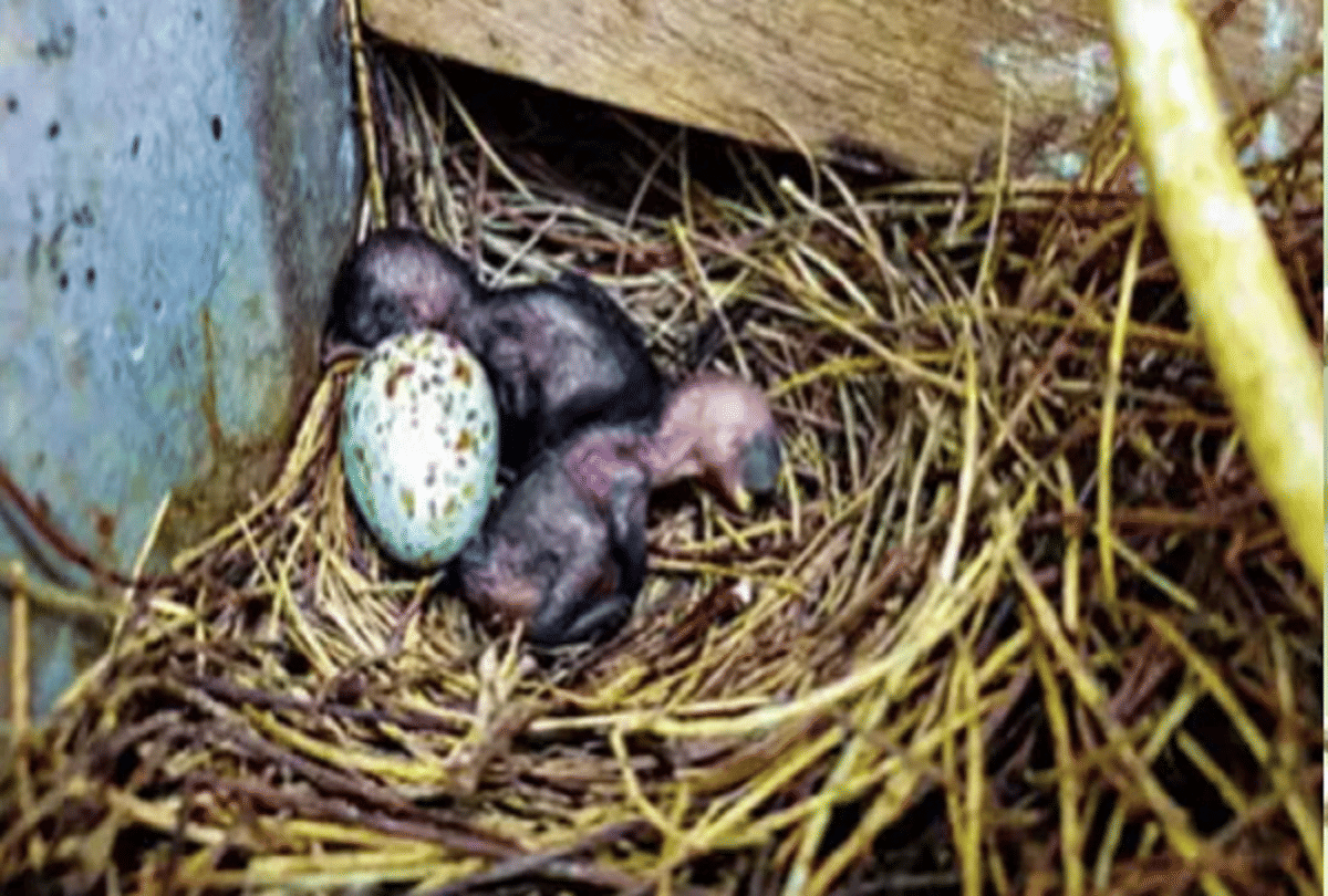 tamilnadu village remained in darkness for 35 day to keep bird and chicks