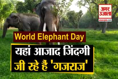 World Elephant Day 2020 agra elephant conservation and care center