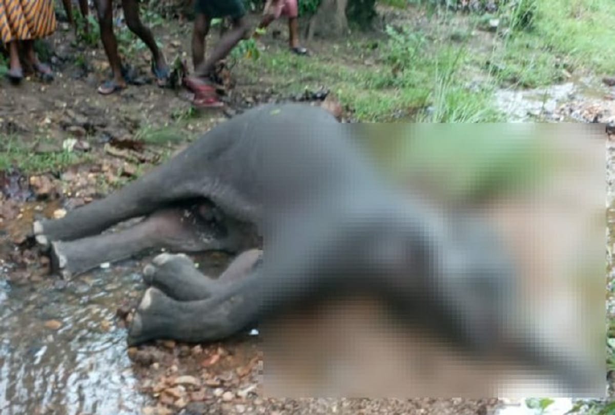dehradun news : train hit elephant in doiwala, died