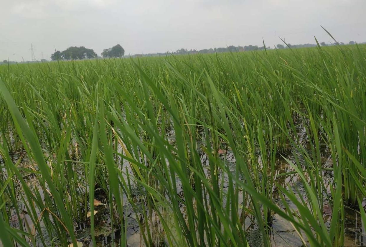 Paddy bursting after fifteen days of transplanting