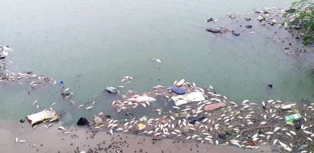 thousand fish dead in mahoba