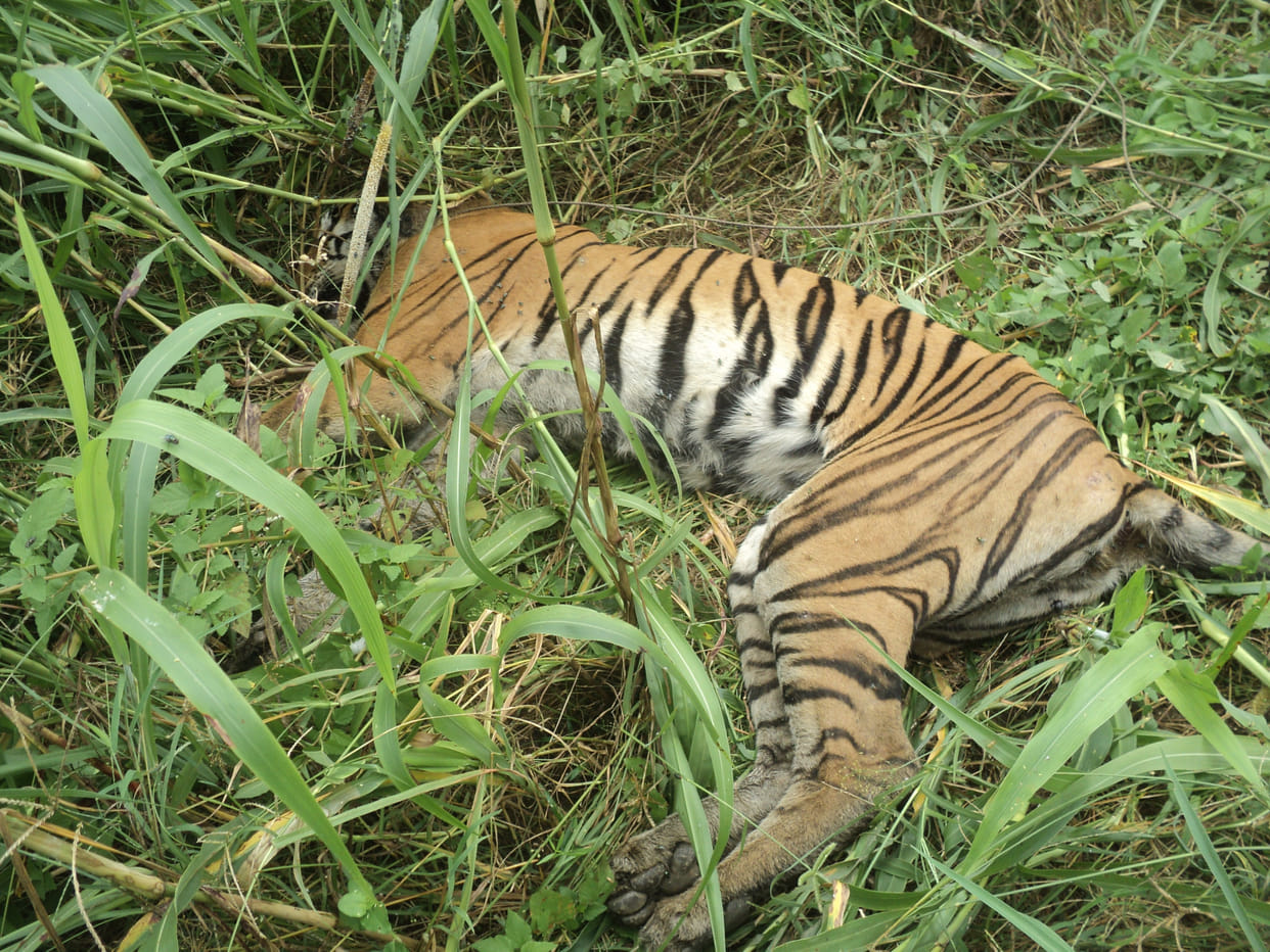 Wild Animals