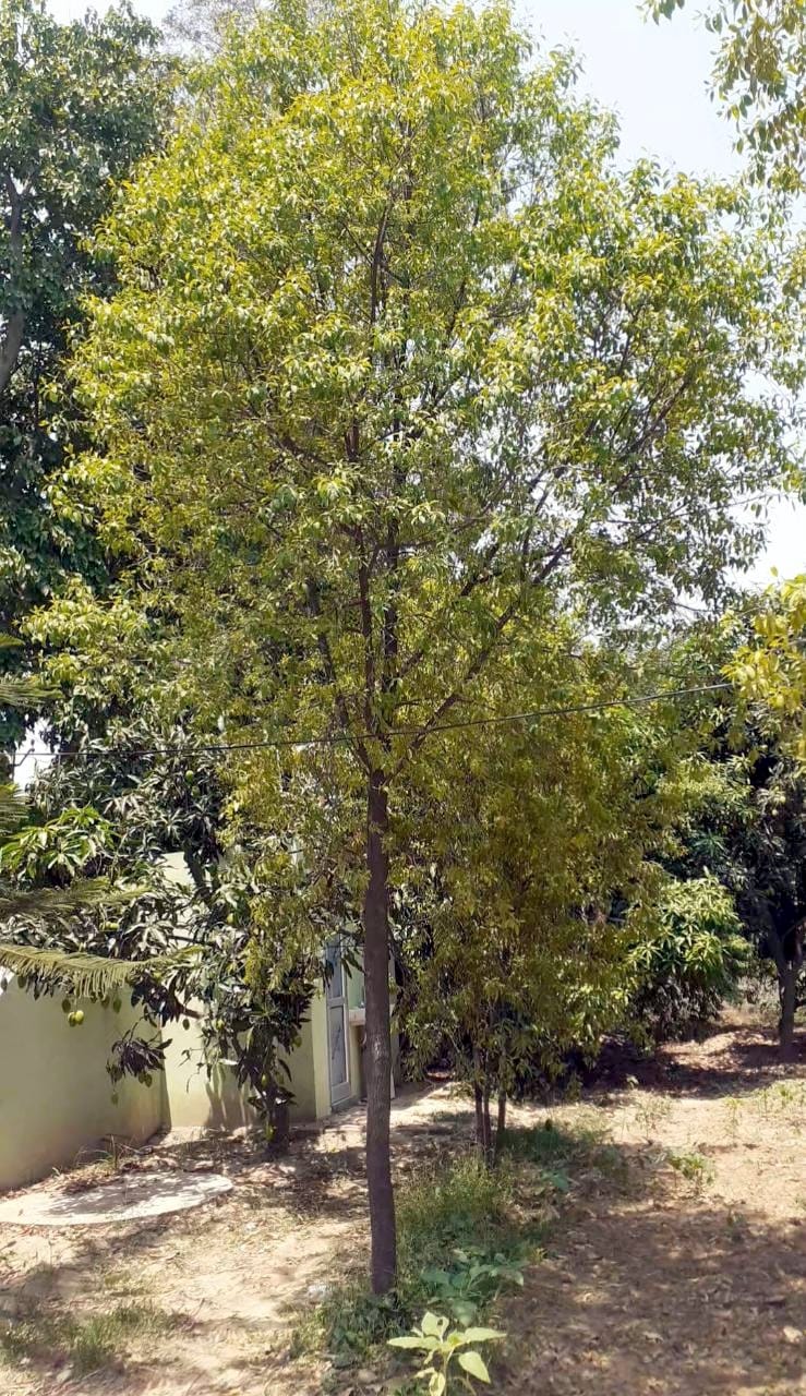 Sandalwood has been installed in many places in the district