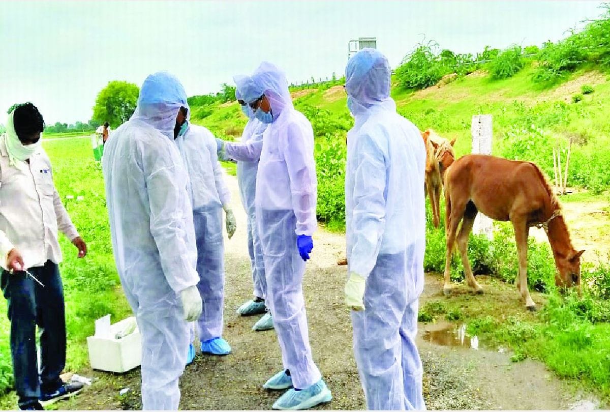 Glanders infected three horses killed by animal husbandry department in agra