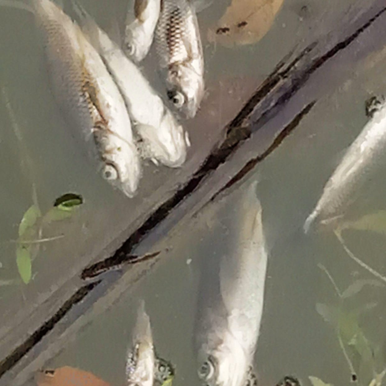 Poison in Fish Pond