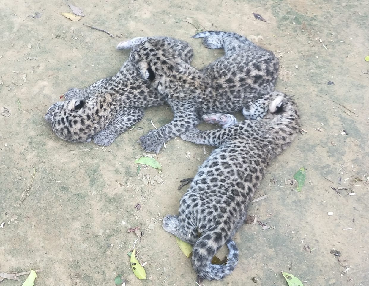 Three gullar cubs found in Lakhuwala forest