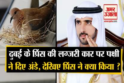Dubai crown prince stop using suv car after bird built a nest