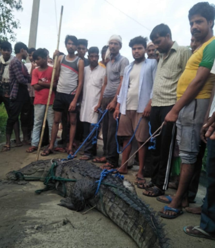 Crocodile enters cattle shed in village Dholapuri