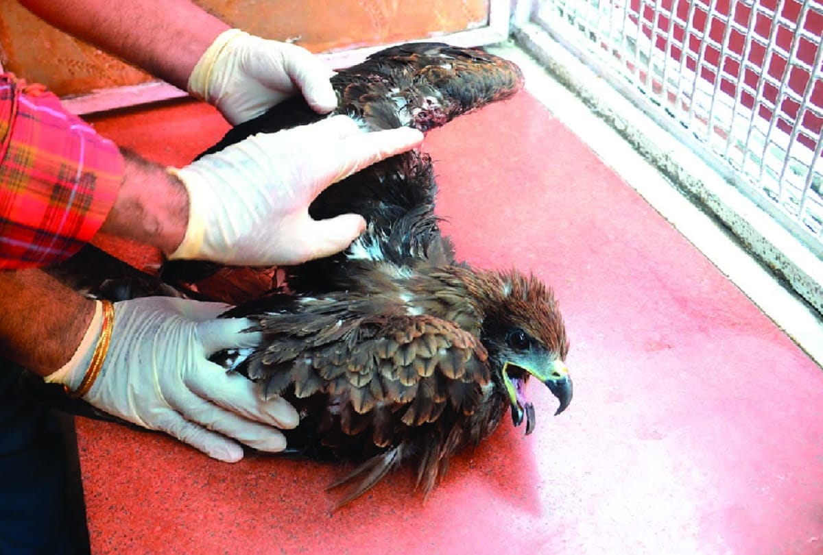 kite flying is proving fatal to the birds