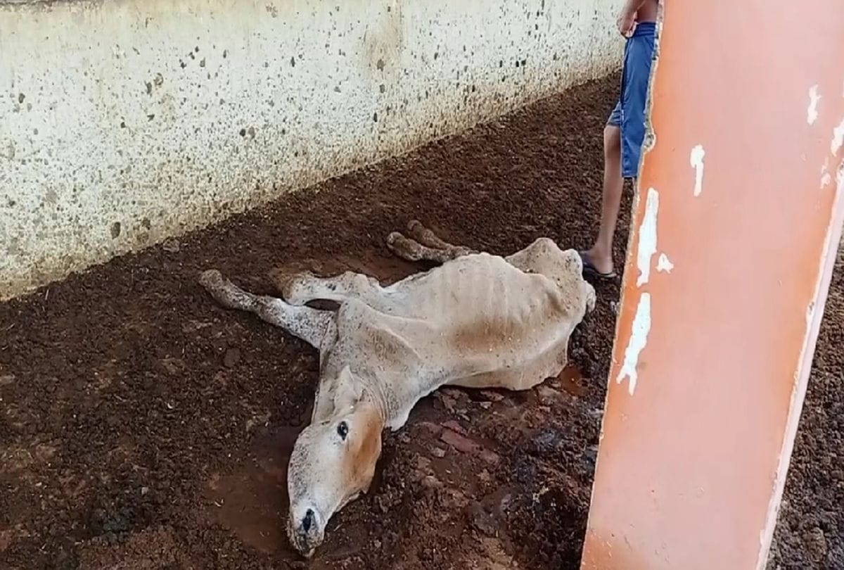 Cows Died In Gorai Goshala Mainpuri Video Viral On Social Media