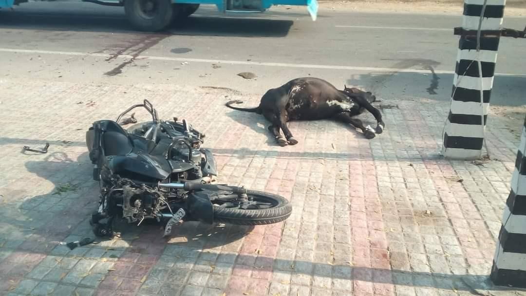 two youth death in accident, also bull death