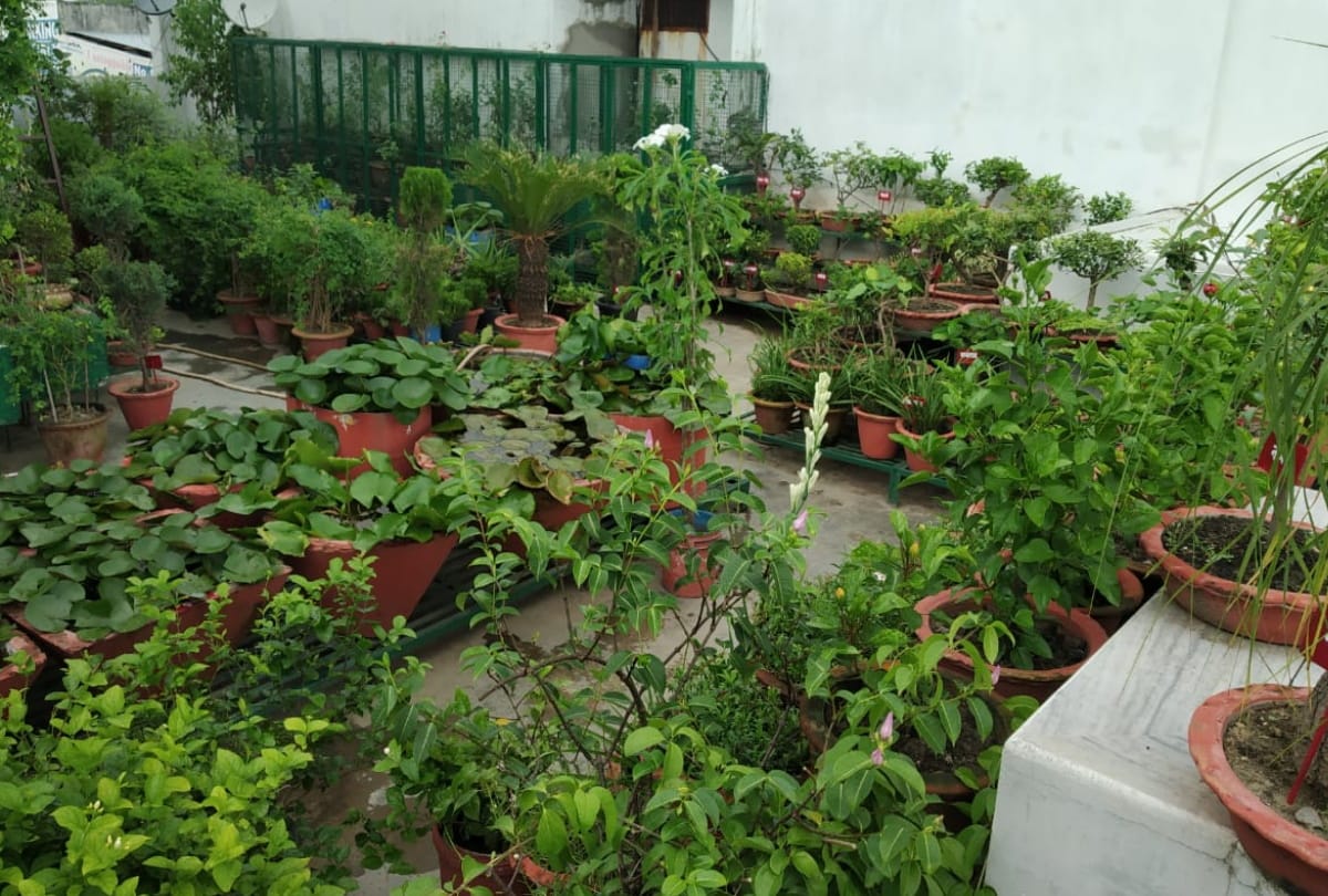 special story of businessman Sanjeev Agarwal childhood planting saplings hobbies fulfilled by wife and daughter