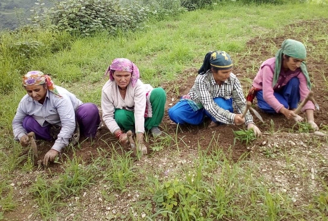 Naithavana festival celebrated in Jaunsar Bawar