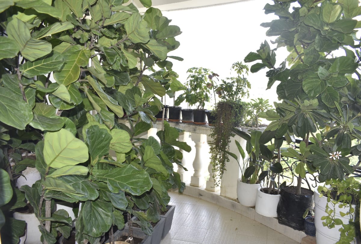 special story of Doctor couple gardening on home at Gorakhpur