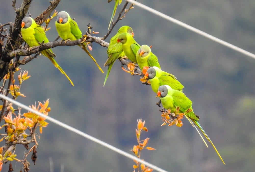 World Photography Day 2020: Uttarakhand Photographers Capture Beautiful Photos