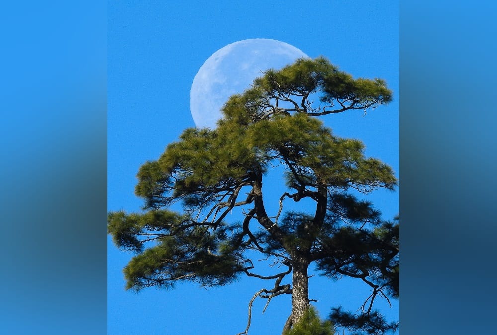 World Photography Day 2020: Uttarakhand Photographers Capture Beautiful Photos