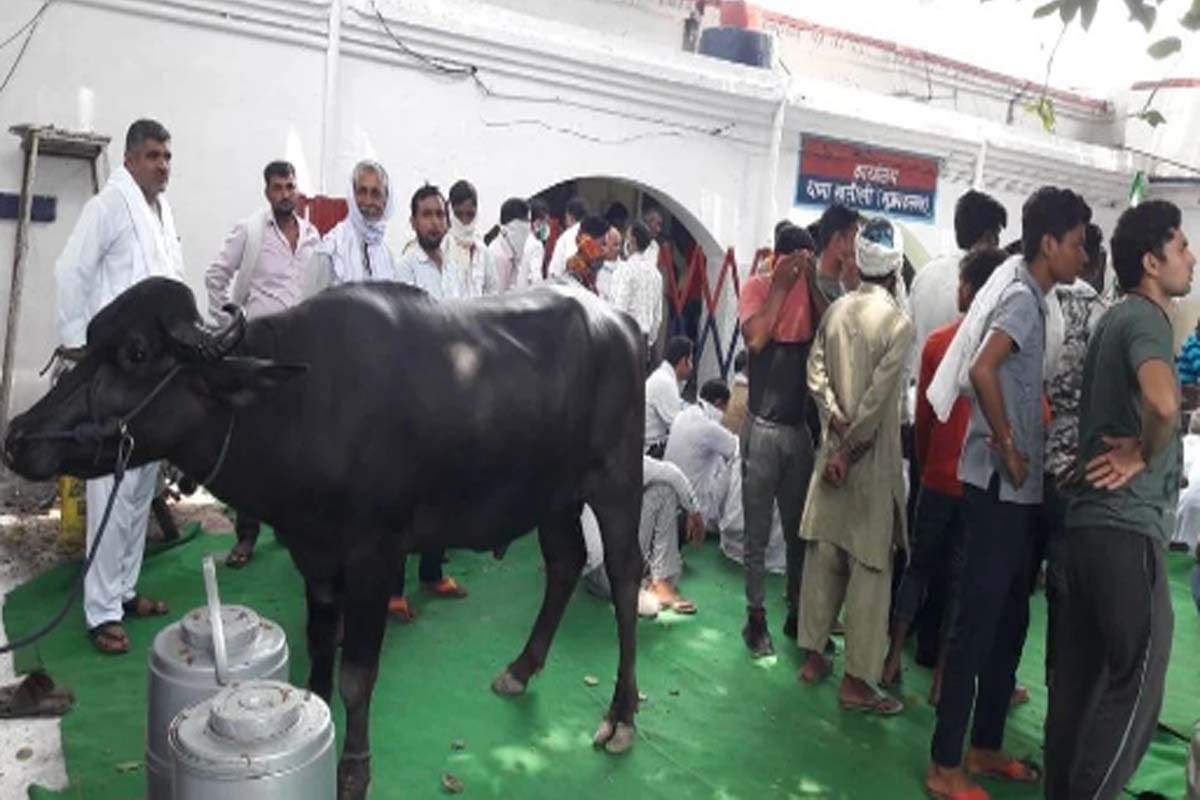 Bakiu protest at police station in Muzaffarnagar, tied animal in police station