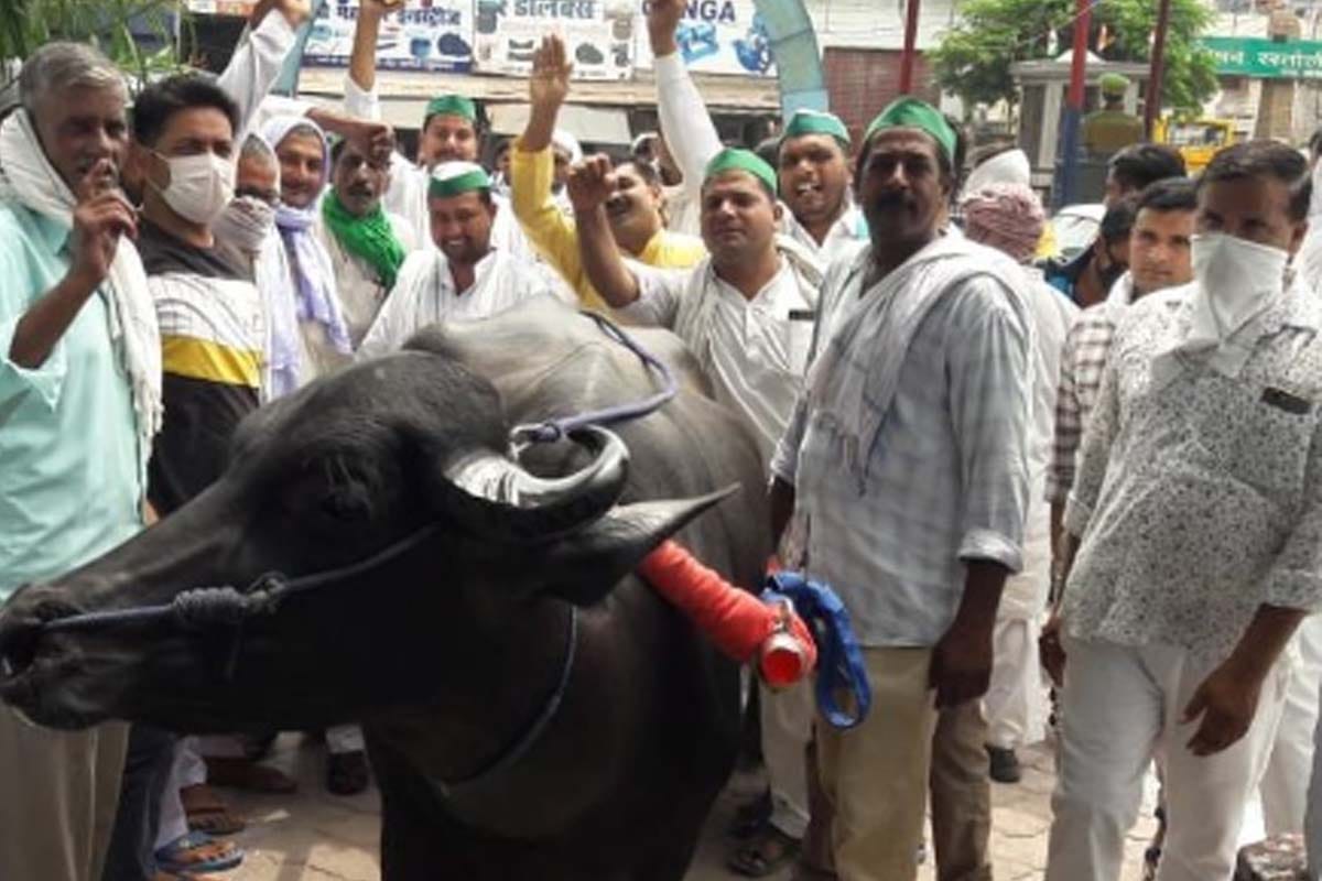 Bakiu protest at police station in Muzaffarnagar, tied animal in police station