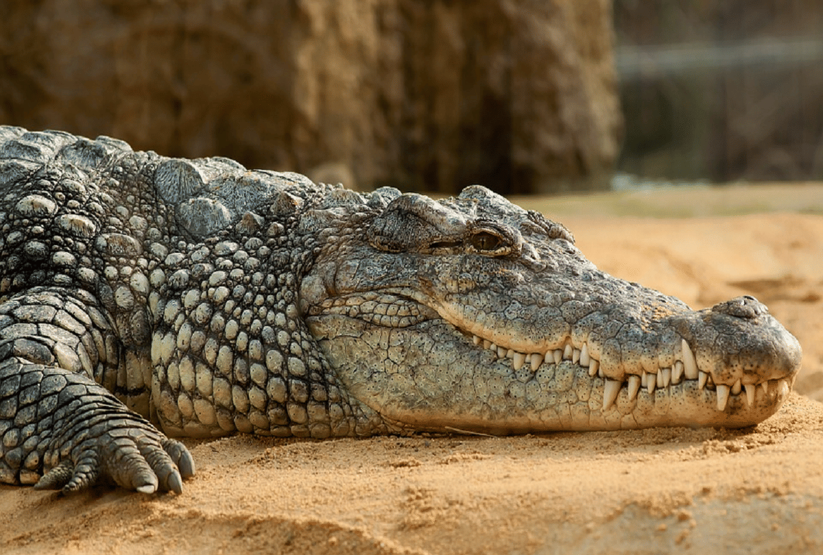 giant dangerous crocodile with banana size teeth who also hunted dinosaurs