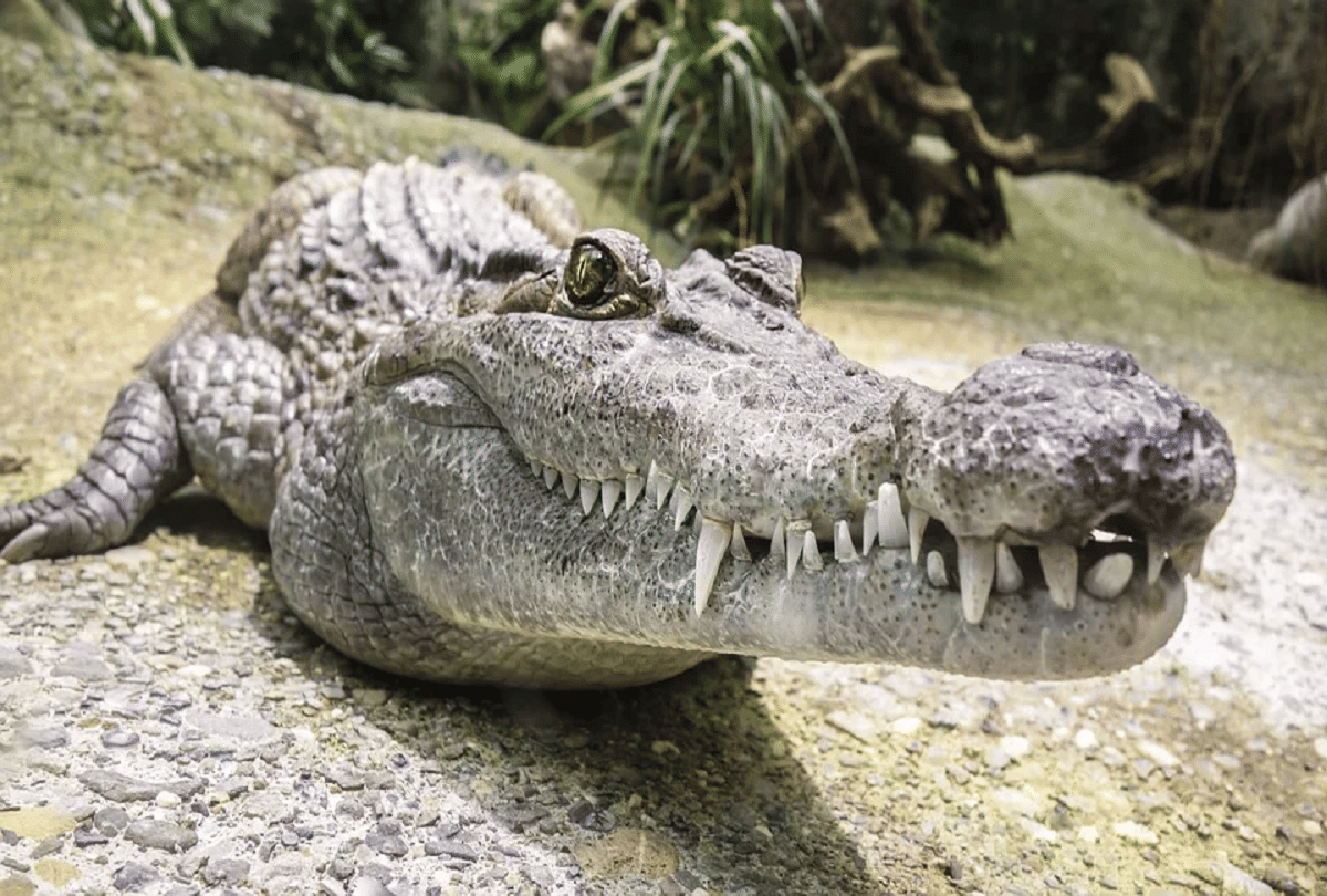 giant dangerous crocodile with banana size teeth who also hunted dinosaurs