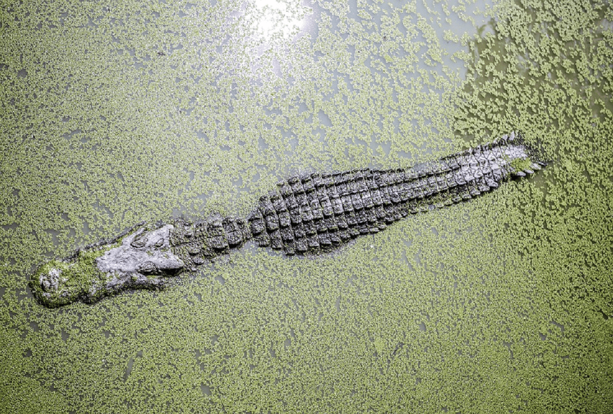 giant dangerous crocodile with banana size teeth who also hunted dinosaurs