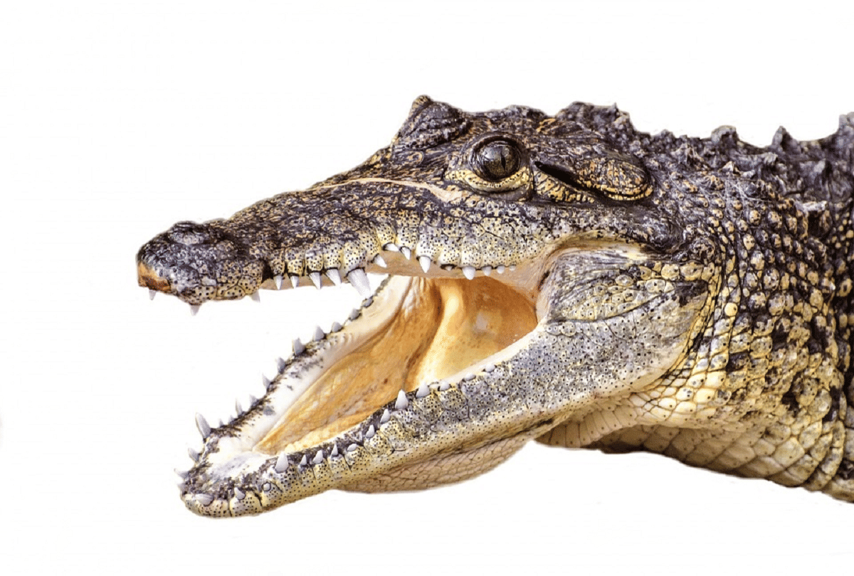 giant dangerous crocodile with banana size teeth who also hunted dinosaurs