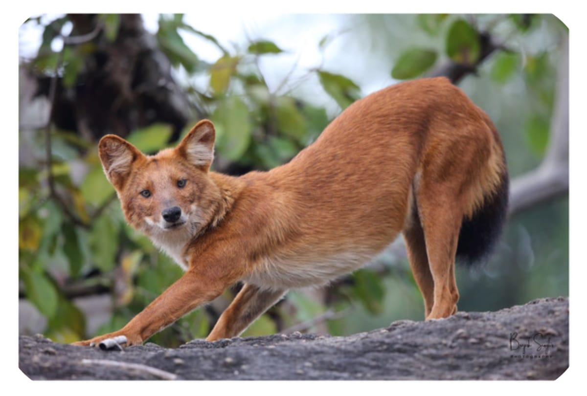 world photography day 2020 photographing wildlife wild dogs in india conservation of the dhole