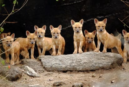 world photography day 2020 photographing wildlife wild dogs in india conservation of the dhole