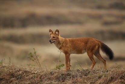 world photography day 2020 photographing wildlife wild dogs in india conservation of the dhole