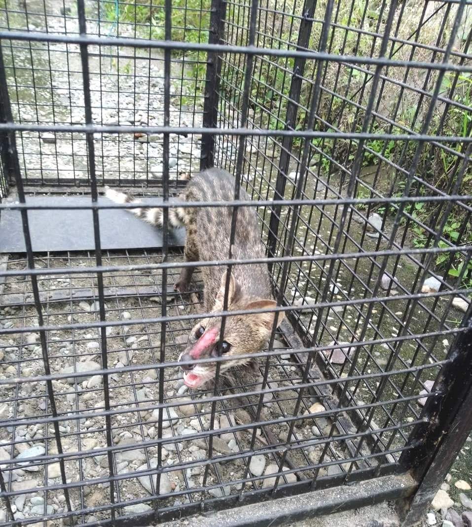 Brock trapped in airport cage