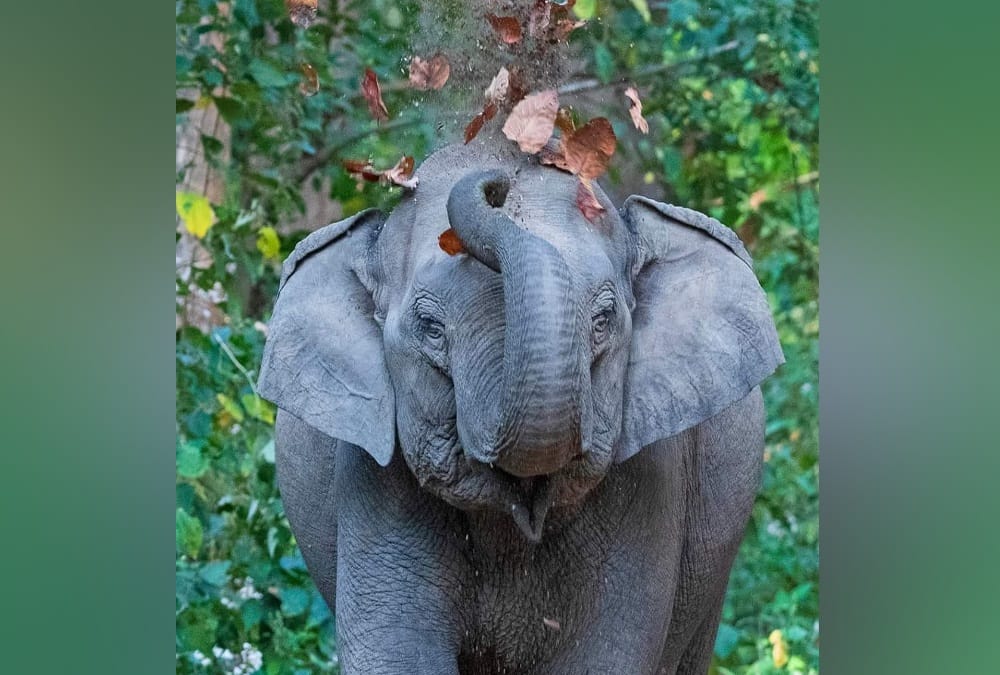 Rajaji National Park Elephant Killed man while went to collect wood in Dhaulkhand range Roorkee