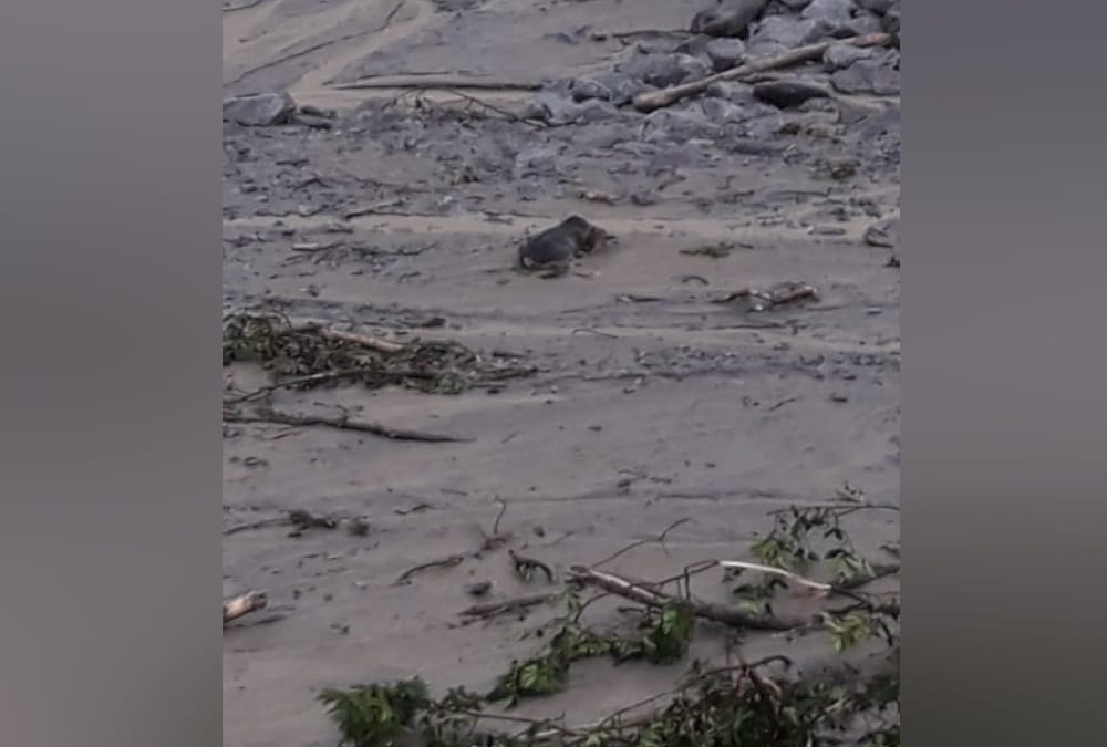 Weather Forecast Today Update in Uttarakhand News: Disaster in Pithoragarh Bangapani, Photos