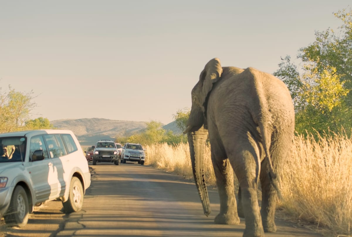 national photography day 2020 wildlife photographer pilanesberg national park south africa african bull elephant