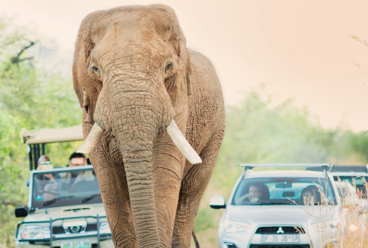 Elephants roaming in Haridwar and surrounding areas will be constantly monitored during Kumbh 2021