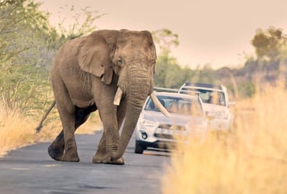 national photography day 2020 wildlife photographer pilanesberg national park south africa african bull elephant