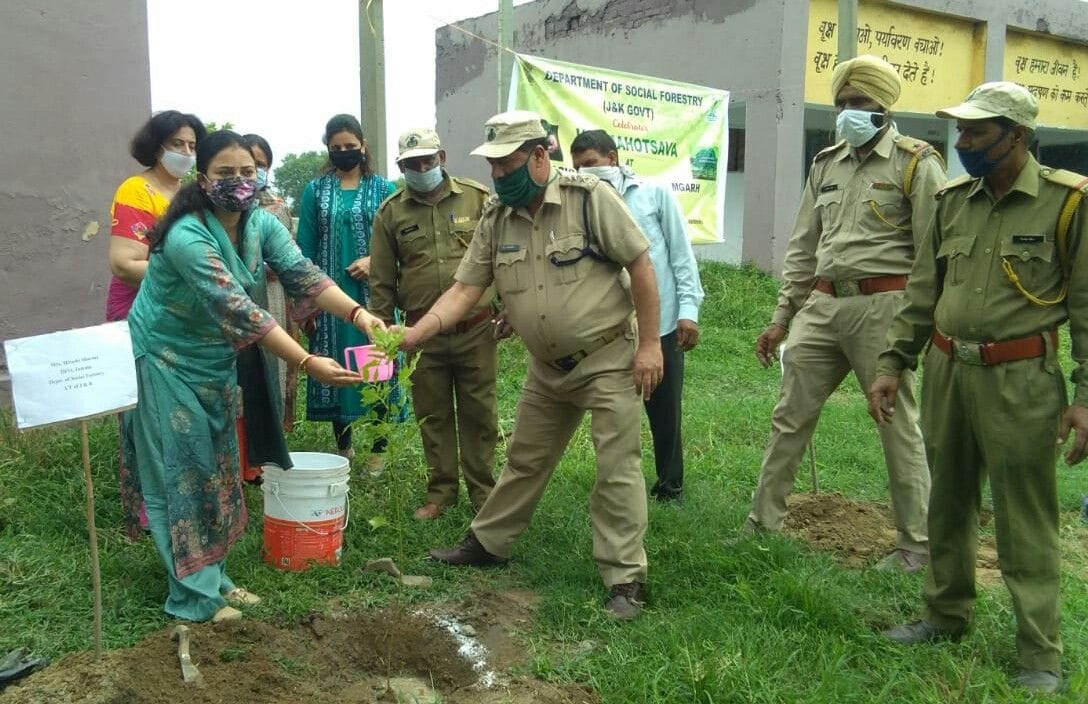 tree plantation