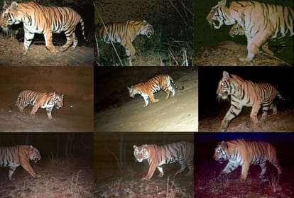 World Photography Day 2020 Special Interview With Wildlife Photographer Latika Nath