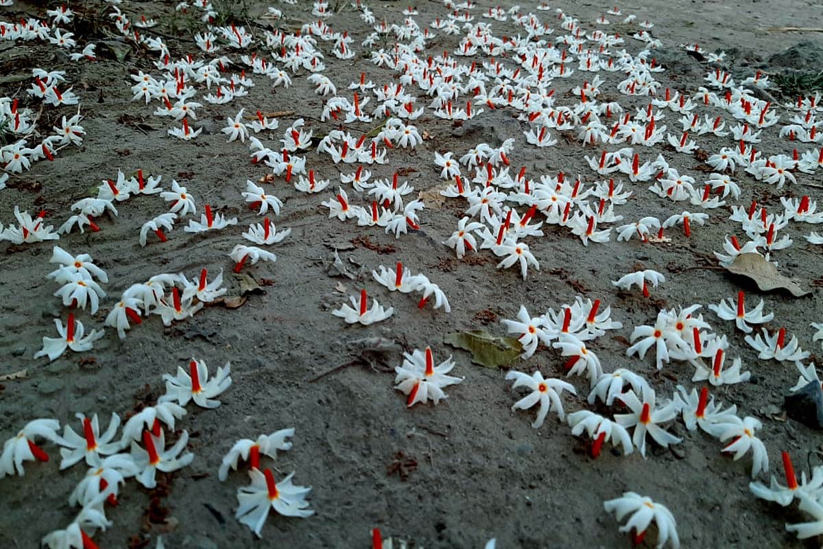 World photography day 2020: amazing pictures taken with a smartphone