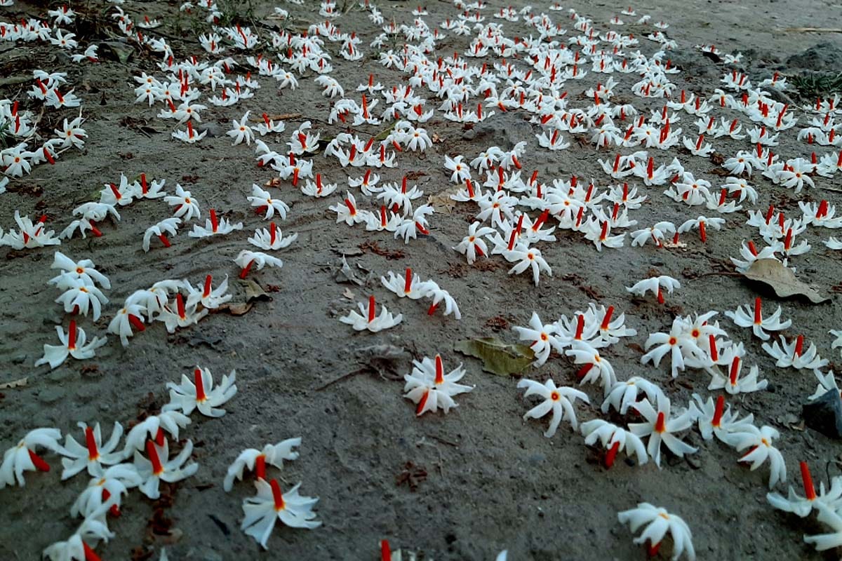 World photography day 2020: amazing pictures taken with a smartphone