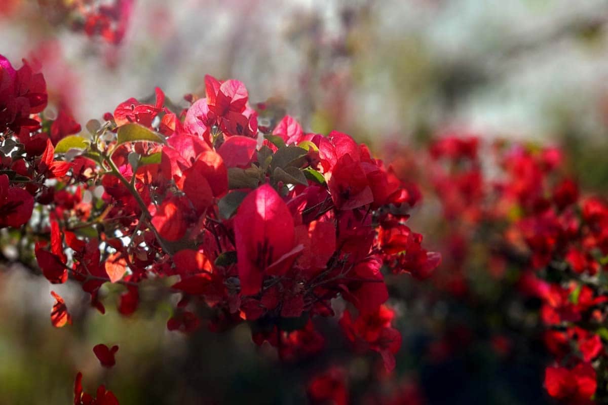 World photography day 2020: amazing pictures taken with a smartphone