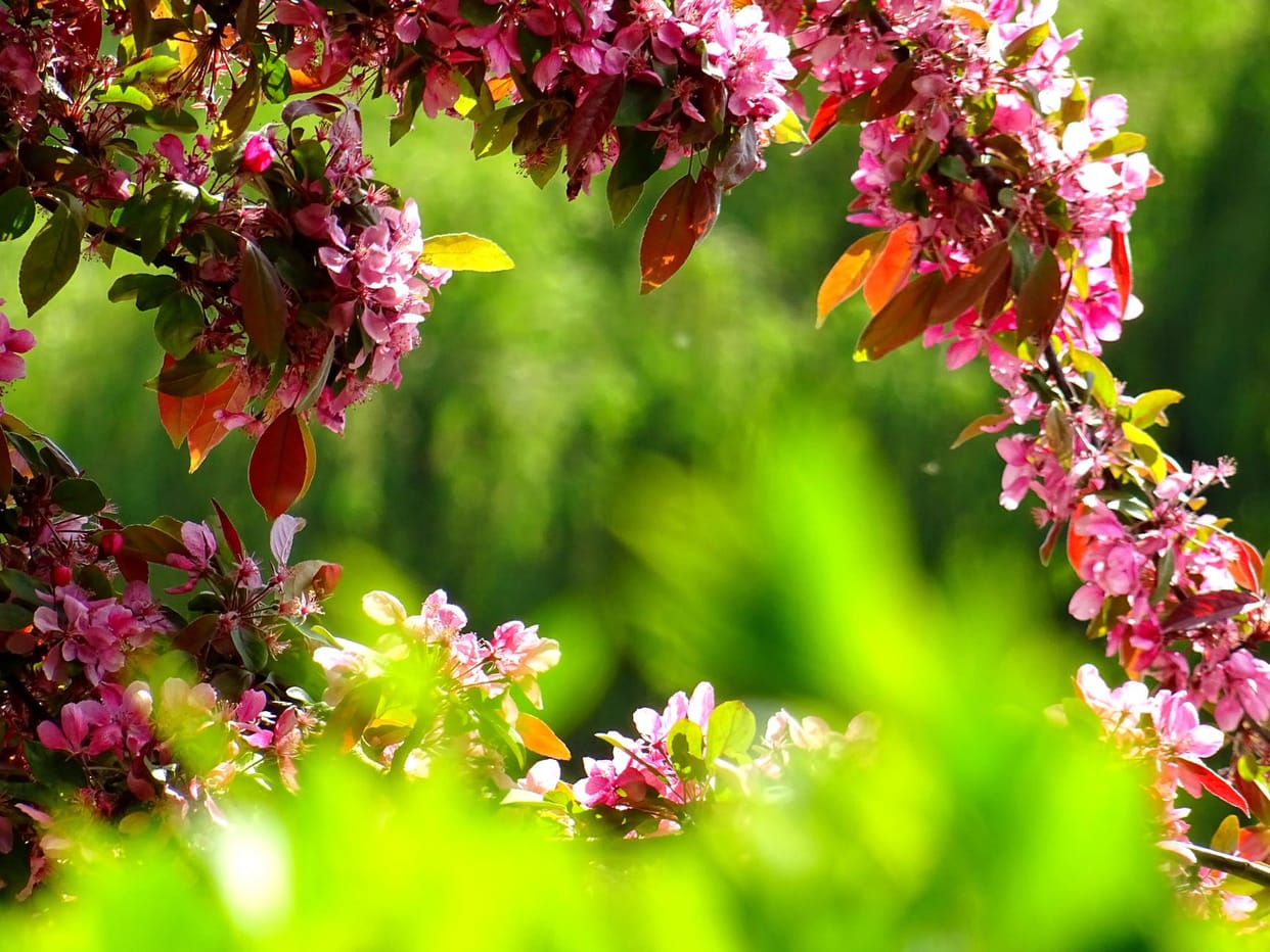 Garden of five senses can now be visited in just 10 rupees