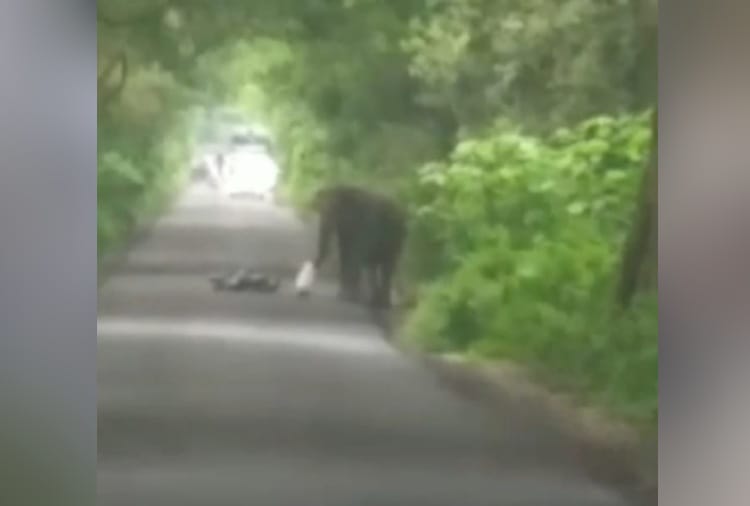 Elephant rage on highway in Yamuna nagar of Haryana