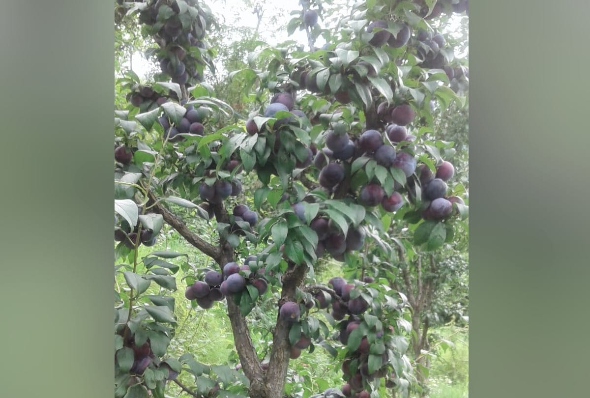 California variety plum cultivation in Himachal Pradesh