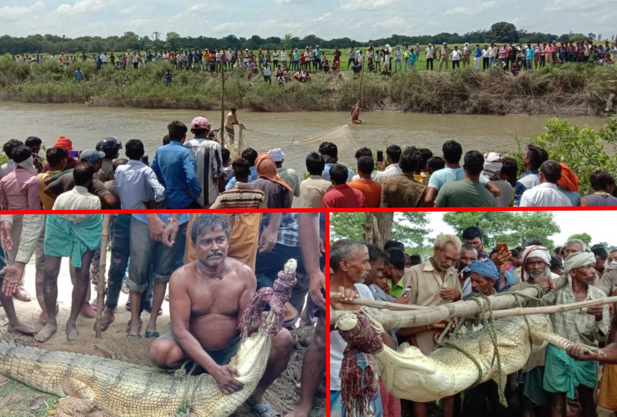 crocodile caught in trap at Kuano River Siddharthnagar