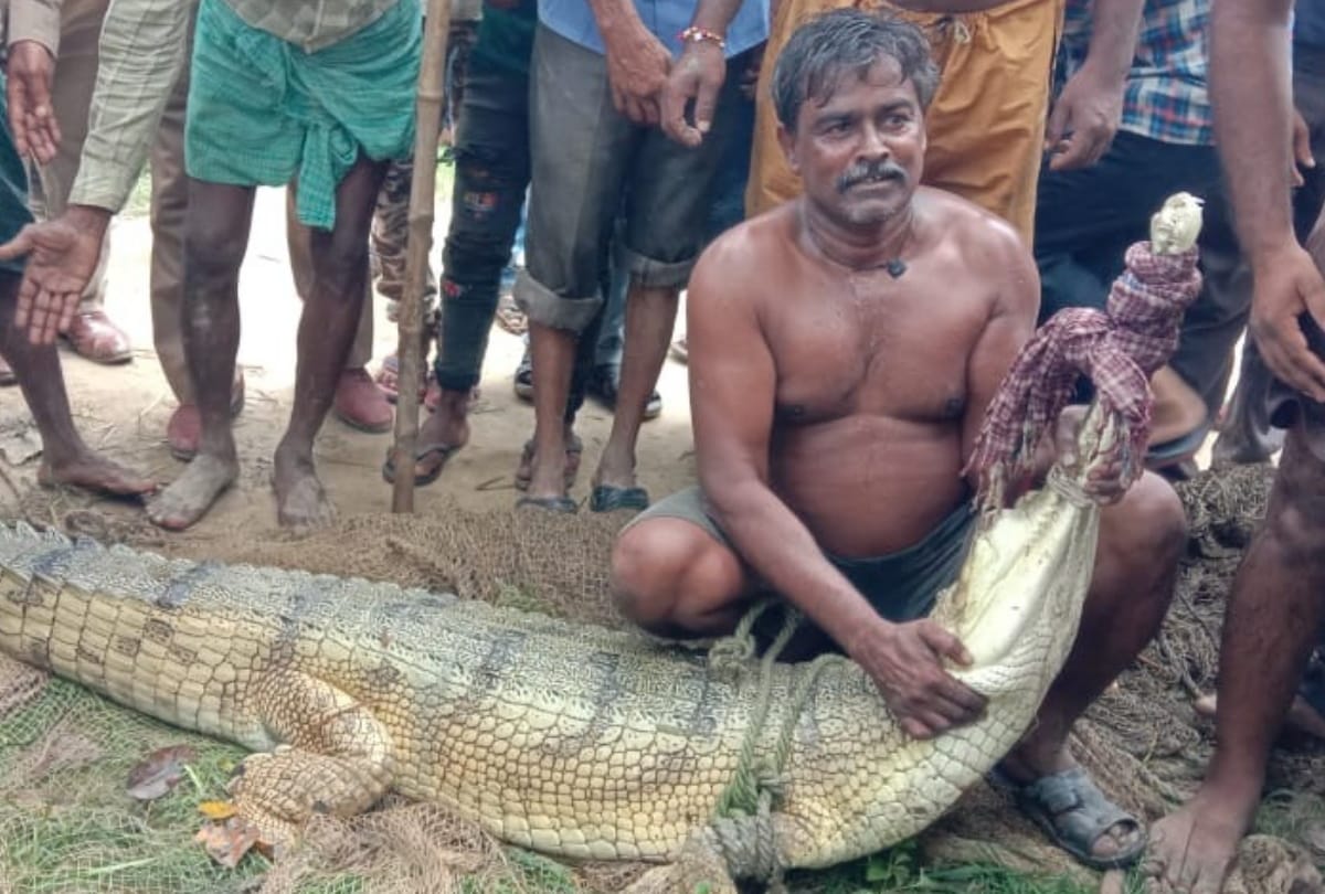 crocodile caught in trap at Kuano River Siddharthnagar
