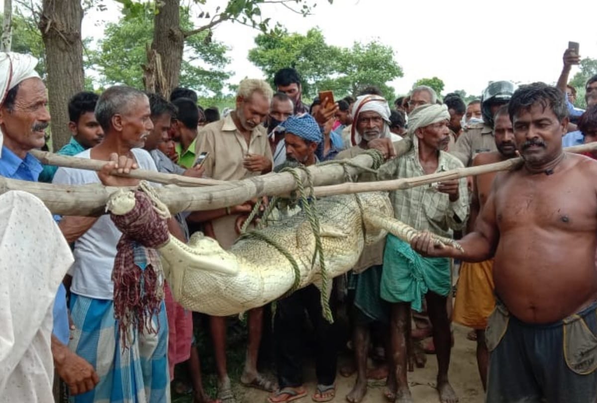 crocodile caught in trap at Kuano River Siddharthnagar