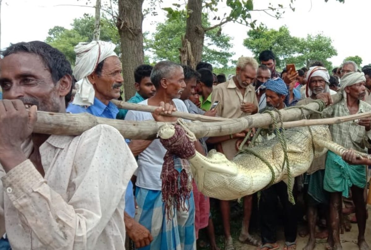 crocodile caught in trap at Kuano River Siddharthnagar
