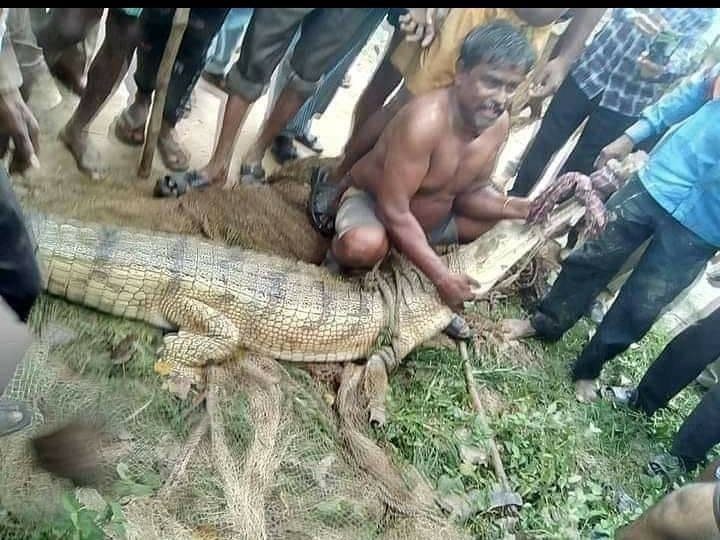 Panic crocodile in Kuano River scares area