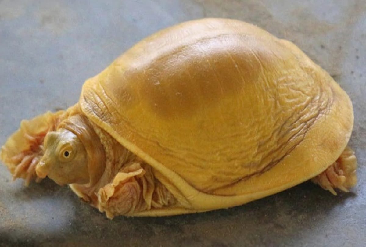 a rare golden turtle born  in Nepal